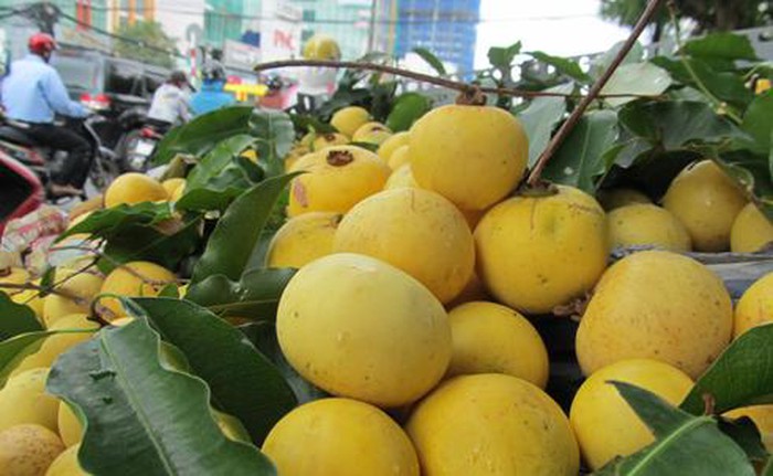 Giới thiệu về quả thị Giới thiệu về quả thị
