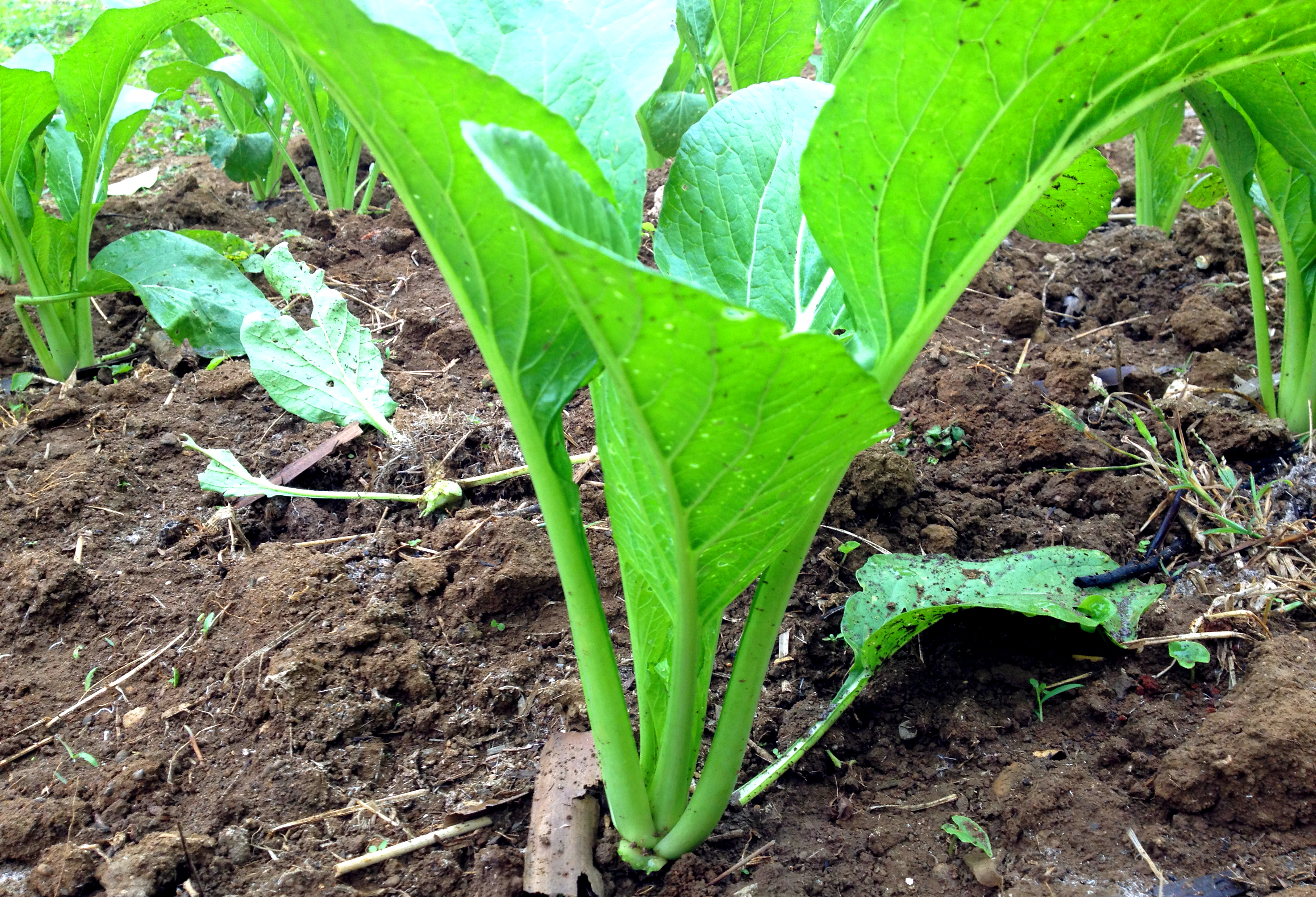 Rau cải ngọt hỗ trợ bướu cổ