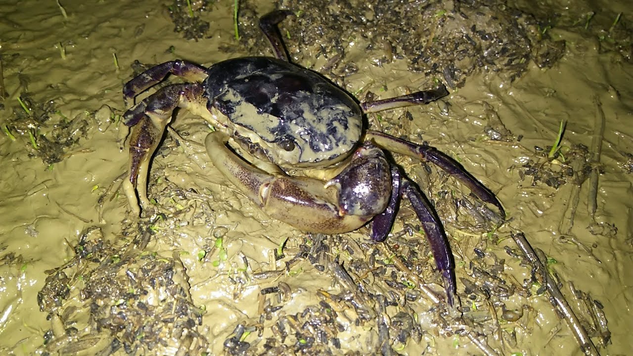 Dinh dưỡng trong cua đồng