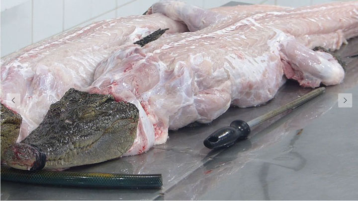 Tác dụng của thịt cá sấu với cơ thể