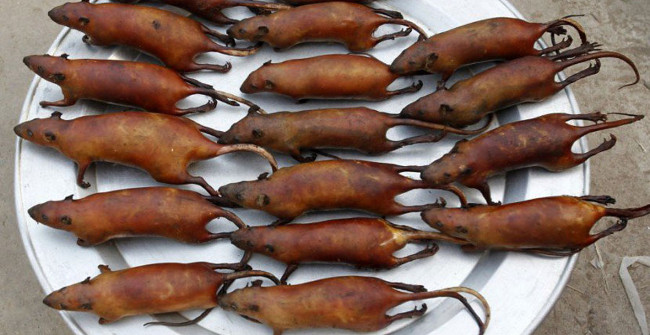 Tác dụng chữa bệnh của chuột