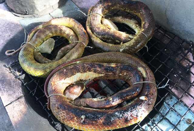 Thông tin chung về thịt rắn