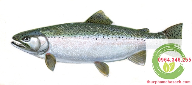 Cá hồi Steelhead