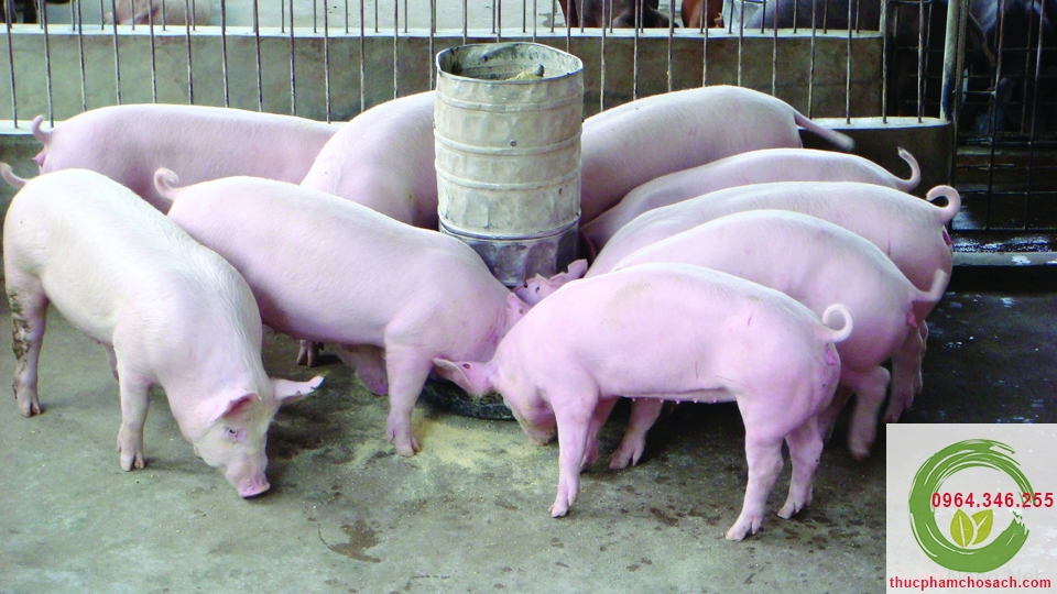 báo giá tai lợn sạch