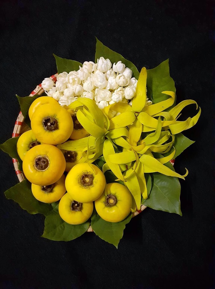 thị hoàng lan nhài