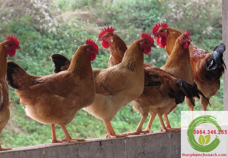 cach chon ga lam ga u muoi tieu