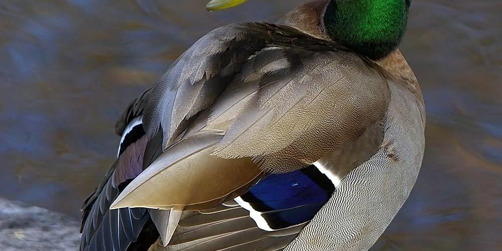 Màu lông Vịt Trời Châu Âu