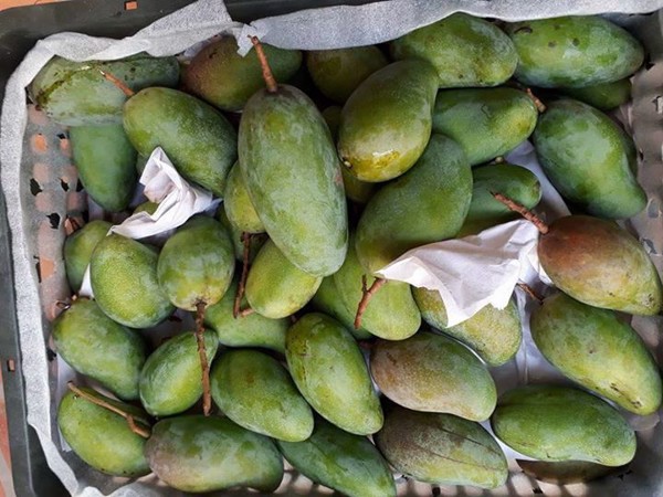 đặc điểm của xoài hạt lép đặc điểm của xoài hạt lép